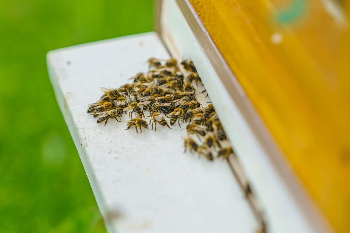 Pszczoły i dzikie zapylacze - strażnicy bioróżnorodności i naszej kuchni